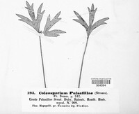 Coleosporium pulsatillae image